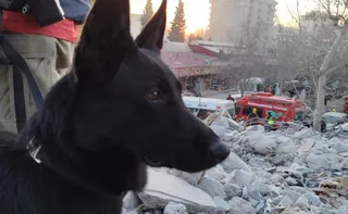 Imagem ilustrativa da imagem Morre cadela dos bombeiros do ES que atuou em resgates dentro e fora do País