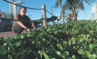 Imagem ilustrativa da imagem Alerta nas praias: destruição de vegetação preocupa ambientalistas