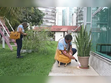 Imagem ilustrativa da imagem ES investiga 12 mortes por suspeita de dengue