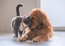 Imagem ilustrativa da imagem Entenda para que serve o novo RG digital para cães e gatos e como emitir