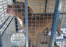 Cachorro foi recolhido pelo Centro de Controle de Zoonoses do município do Rio