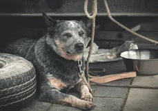 Cão preso em corda: punição
