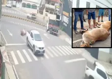 Imagem ilustrativa da imagem VÍDEO | Vacas roubadas caem de caminhonete em fuga no Noroeste do ES