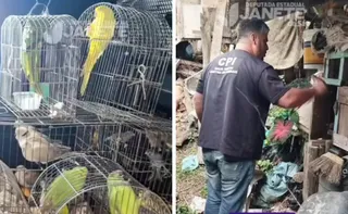 Imagem ilustrativa da imagem CPI dos maus-tratos resgata cão em galinheiro e 74 aves silvestres no ES
