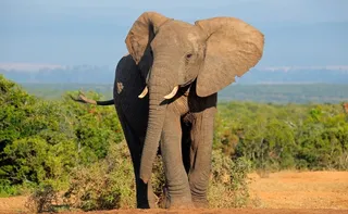 Imagem ilustrativa da imagem Elefanta mata turistas do Reino Unido e da Nova Zelândia durante safári na África