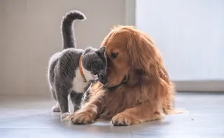 Imagem ilustrativa da imagem Entenda para que serve o novo RG digital para cães e gatos e como emitir