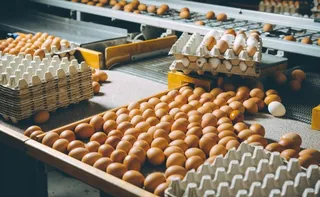 Imagem ilustrativa da imagem Governo de MG determina descarte de 450 toneladas de ovos comprados do RS
