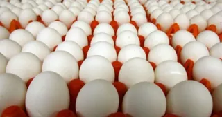 Imagem ilustrativa da imagem Gripe aviária: Minas Gerais descarta 450 toneladas de ovos férteis