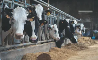 Imagem ilustrativa da imagem Leite A2 movimenta agronegócio no Sul do ES com genética e inovação