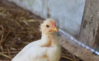 Imagem ilustrativa da imagem O que é a gripe aviária e quais os riscos da doença para humanos e animais