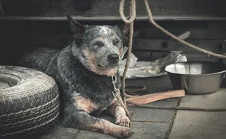 Imagem ilustrativa da imagem Polícia já resgatou 120 animais por maus-tratos este ano no ES