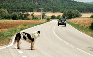 Imagem ilustrativa da imagem Projeto de Lei prevê suspensão de carteira de motorista por abandono de animais