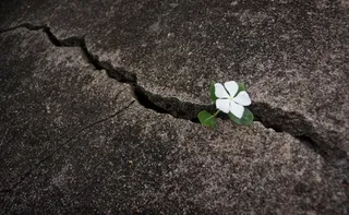 Imagem ilustrativa da imagem Resiliência Feminina: quando a fragilidade é força