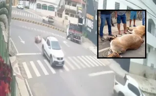 Imagem ilustrativa da imagem VÍDEO | Vacas roubadas caem de caminhonete em fuga no Noroeste do ES