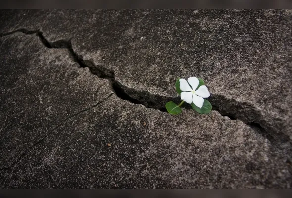 Imagem ilustrativa da imagem Resiliência Feminina: quando a fragilidade é força