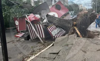 Imagem ilustrativa da imagem Grande Vitória tem registros de quedas de árvores após ventos fortes