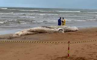 Imagem ilustrativa da imagem Baleia morta é encontrada em praia da Serra