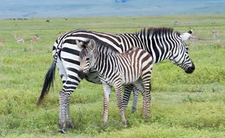 Imagem ilustrativa da imagem Matando animais para sustento da humanidade milenarmente