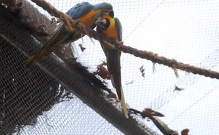 Imagem ilustrativa da imagem Morte de mais quatro aves fecha ao público zoológico do Rio