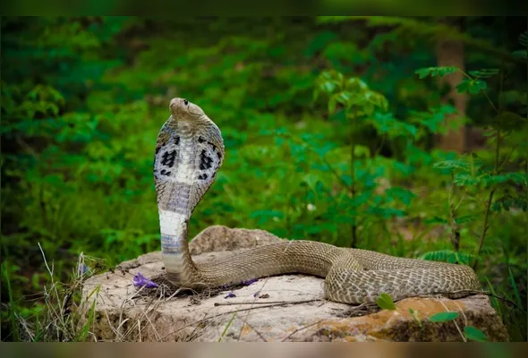 Imagem ilustrativa da imagem Menino de dois anos morde e mata cobra venenosa após ser atacado em casa