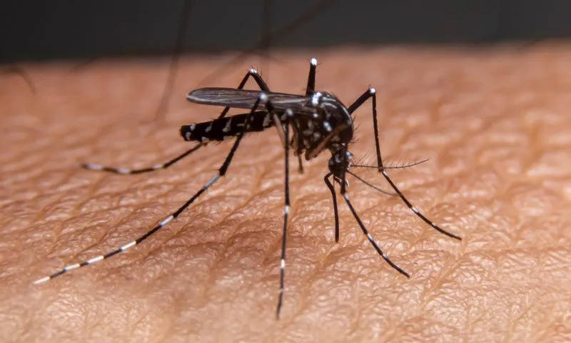 Imagem ilustrativa da imagem Dengue tipo 3: mais perigosa, forma do vírus avança em Pernambuco