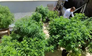 Imagem ilustrativa da imagem AGU pede mais tempo para regular uso da cannabis medicinal