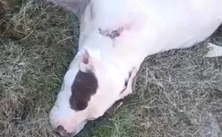 Imagem ilustrativa da imagem Cadela da raça pitbull é baleada em Cariacica