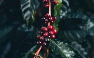 Imagem ilustrativa da imagem Café de mãos dadas com a floresta