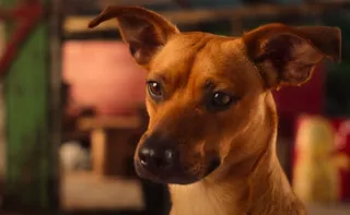 Imagem ilustrativa da imagem 'Caramelo', filme com Rafa Vitti e o astro canino Amendoim, ganha trailer