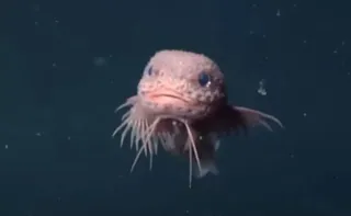 Imagem ilustrativa da imagem Cientistas encontram peixes 'fofinhos' incomuns em precipício no oceano