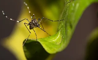 Imagem ilustrativa da imagem Espírito Santo já registrou 31 mil casos de dengue em 2025