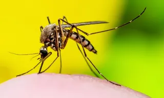 Imagem ilustrativa da imagem Estudo da Fiocruz relata caso raro de inflamação cerebral causado por zika