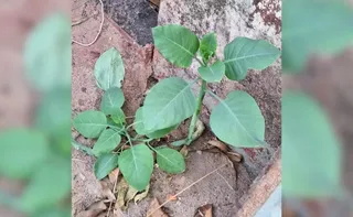 Imagem ilustrativa da imagem Família fica em estado grave após ingerir planta tóxica confundida com couve