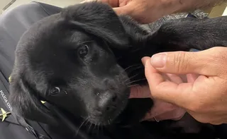 Imagem ilustrativa da imagem Homem é preso após não conseguir embarcar com cachorro e abandoná-lo em aeroporto