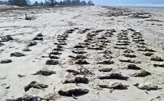 Imagem ilustrativa da imagem Mais de 650 pinguins-de-magalhães são achados mortos no litoral de SP em uma semana