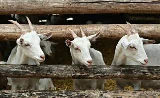Imagem ilustrativa da imagem Ministério da Agricultura recolhe vacinas após morte de quase 200 animais