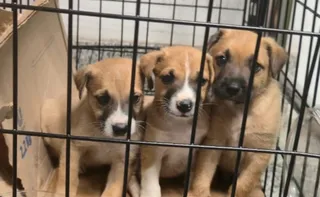 Imagem ilustrativa da imagem Mulher é presa por abandonar filhotes de cachorro em supermercado de Cariacica