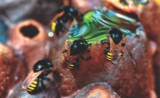 Imagem ilustrativa da imagem Nova arma contra dengue pode estar em uma abelha brasileira