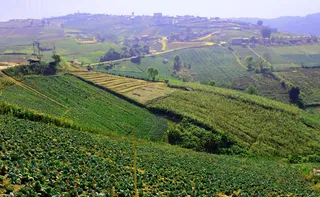 Imagem ilustrativa da imagem O agro que regenera: um futuro que já começou