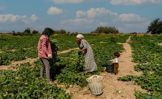 Imagem ilustrativa da imagem Parceria a favor da Agricultura Familiar no Espírito Santo