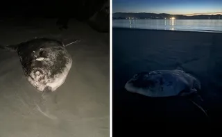 Imagem ilustrativa da imagem Peixe raro de quase 2 metros encalha em praia na Califórnia