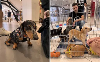 Imagem ilustrativa da imagem Pets resgatados pela ONG Abrigo Pegadas de Anjo participam de evento de adoção