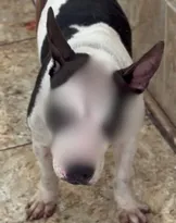Imagem ilustrativa da imagem Pitbull é resgatada em Vitória após sofrer maus-tratos sob coação de traficantes