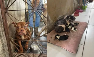 Imagem ilustrativa da imagem Polícia resgata 50 cachorros em canil clandestino com condições insalubres no Rio
