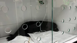 Imagem ilustrativa da imagem Prefeitura de Olinda lamenta morte de Nick, cão resgatado 35 horas após explosão