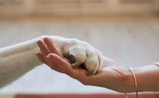 Imagem ilustrativa da imagem Quais os direitos dos pets após separação dos tutores?