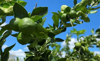 Imagem ilustrativa da imagem A Califórnia brasileira que floresce no Vale do São Francisco