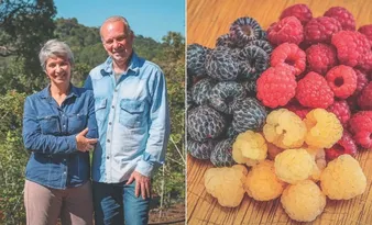 Imagem ilustrativa da imagem Aposentados ganham a vida com o cultivo de frutas vermelhas no ES