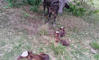 Imagem ilustrativa da imagem Morre uma das bezerras trigêmeas nascidas no Sul do ES