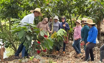 Imagem ilustrativa da imagem Mulheres do Cacau: auxílio na criação de renda e garantia de sustento das famílias